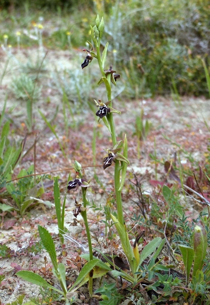 Ophrys cretica, Ophrys episcopalis  Creta aprile 2016